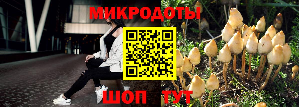 Псилоцибиновые грибы Psilocybe Новокузнецк